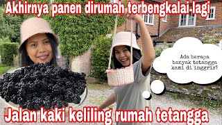 AKHIRNYA PANEN DI RUMAH TERBENGKALAI LAGI || JALAN KAKI KELILING RUMAH TETANGGA