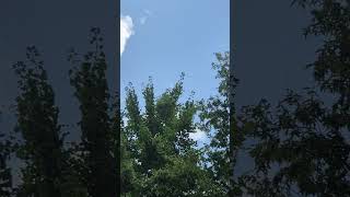 Cello Concerto In D Major, Ifg 1 Iii. Rondo. AllegroㆍJan VoglerㆍMünchener KammerㆍReinhard Goebel