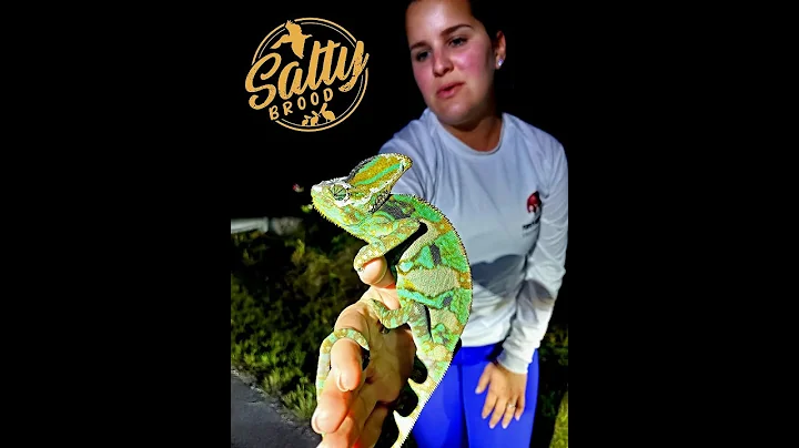 Catching Wild Chameleons in South Florida