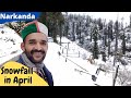 Snowfall In April Near Shimla || Fresh snowfall at Narkanda || Snow disaster in Shimla