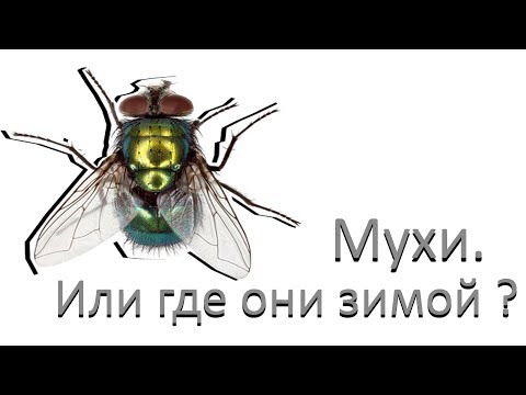 Мухи. Или, где они зимой?