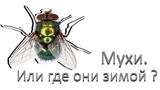 Мухи. Или, где они зимой?