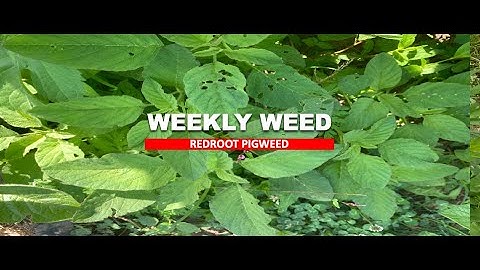 Weekly Weed: Redroot Pigweed