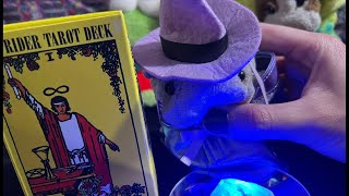 ぶたたんのタロット占い生配信