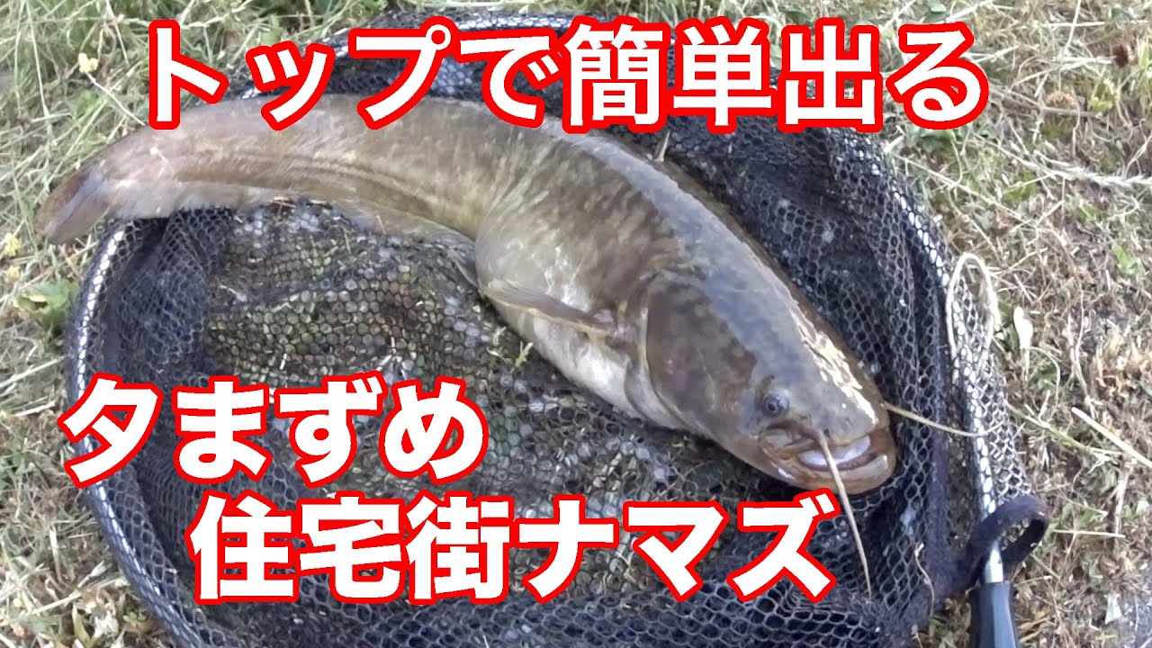 梅雨 ナマズ釣り4日目 トップにすぐ出る夕まずめ住宅街 422 虫くん釣りch 1 Youtube