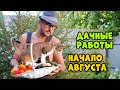 Начало августа, дачные работы. Подкормки/вредители/урожай