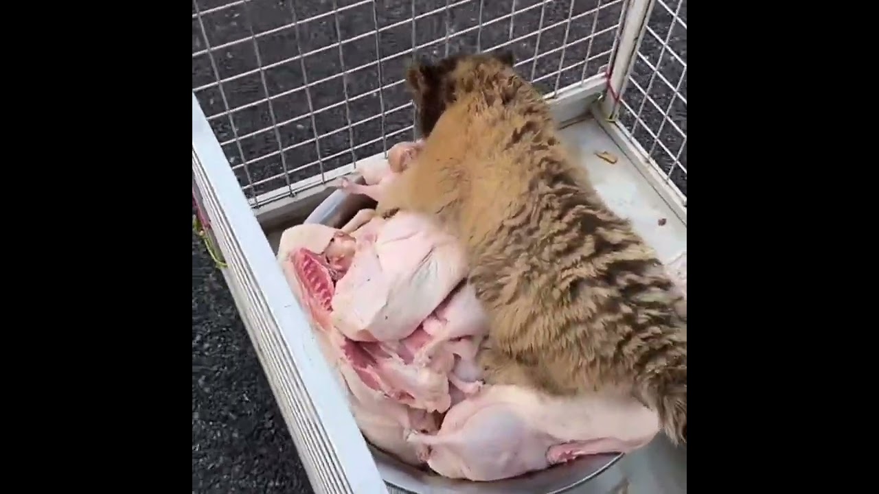 Cute little tiger cubs snatched the meat!🐯❤️