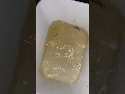 Video Con cá lìm kìm - youtube
