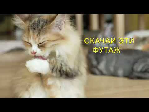 Кошка умывается 5