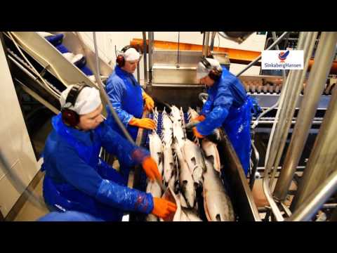 Video: Flavobakterierinfeksjon I Fisk