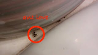 Romants Some Video I Recorded In Middle School