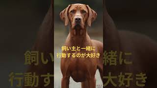 ハンガリアン ショートヘアード ビズラ　#ビズラ #ハンガリー犬