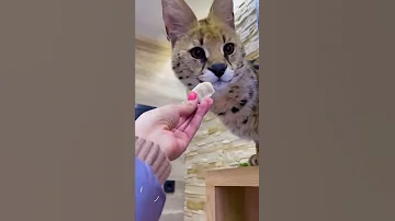 Рассказываем про самое полезное лакомство для кошек 😺