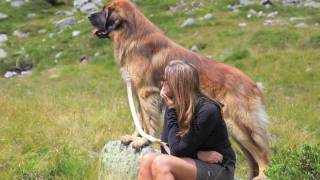 Il nostro Leonberger [parte 2°]