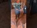 Baby elephant gets a check-up
