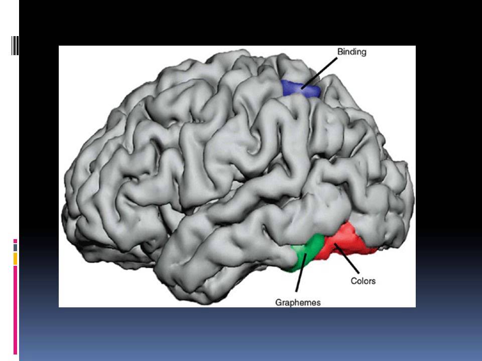 Brain disorders. Синестезия визуализация. ГРАФЕМНЫЙ это. Графемная.