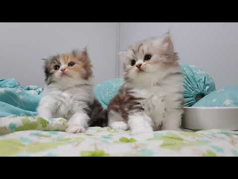 scottish fold แมวหูพับ แต่2ตัวนี้หูบิน
