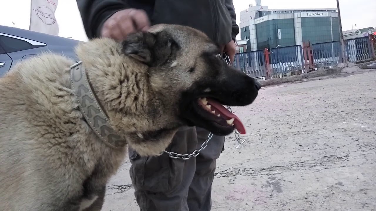 Köpek Kulak Kesimi Tedavisi By Dogo Argentino Tv