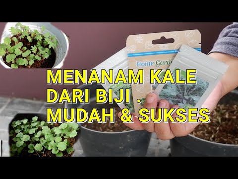 Video: Tanam Tanaman Kale Di Taman Anda