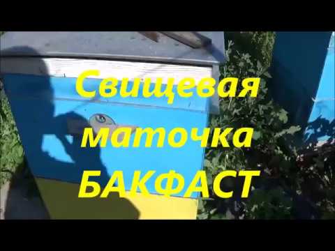 Как сделать маску пчелы своими руками 84 Как сделать маску пчелы своими руками 87
