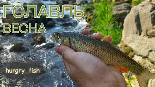 НЕ ОЖИДАЛ СТОЛЬКО ПОКЛЕВОК В ОДНОМ МЕСТЕ🔥🎣 | ГОЛАВЛЬ ВЕСНОЙ #fish #fishing #рыба #рыбалка #голавль