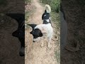 Dog 🐕🐕🐕🐺🐕🦮🐕‍🦺training video dance#viral #funny #magic #trending