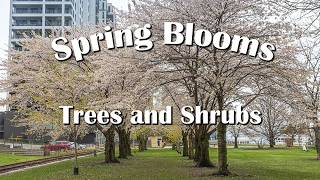 Spring Blooms