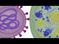 Viral Cell Entry of the SARS-CoV-2 virus - NanoBiology Course 2020 - Monday Group