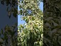 #gardening #plants