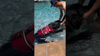 #Disability #Disabled #Viral #DailyLife #ServiceDog #Pool #Swimming #Dog #BlackLab #Comedy #Funny