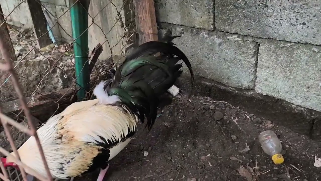 Paul spark gray na trio MGA idol