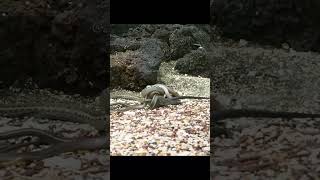 Download Lagu Ular Vs Kadal Gurun #animals #funny #shorts #shortvideo MP3