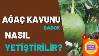 ŞADOK POMELO AGAÇ KAVUNU nasıl yetiştirilir/bakılır? #tropikaltoprakalanya #şadok #ağaçkavunu Resimi