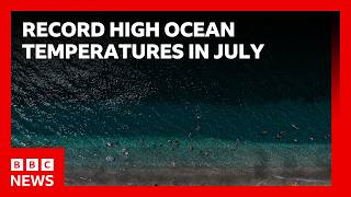 Information World's oceans hit record-high July temperatures, EU's climate monitoring service says | BBC News News