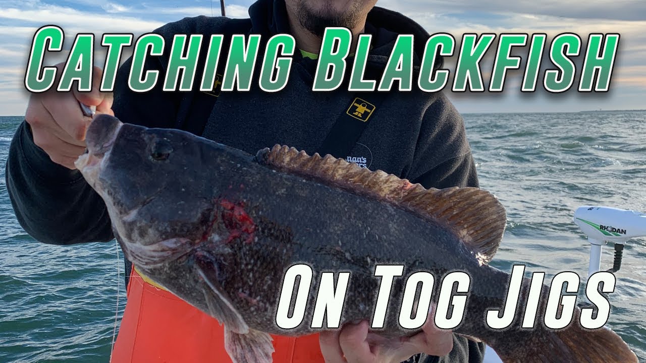 How To Catch Blackfish On Tog Jigs In Less Than 60 Seconds 