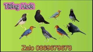 Tiếng Hoét Đen Hoét Bụng Trắng Hoét Lửa Bản Tổng Hợp Bắt Tất Cả Các Loại Hoét Đánh Cạnh Tranh 2025