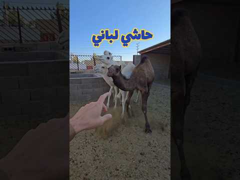 حاشي لباني حاشي الصحراء لحم ملحمة السعودية القويعية
