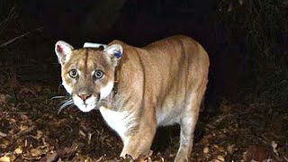 Famed Hollywood mountain lion P-22 euthanized | Top 10