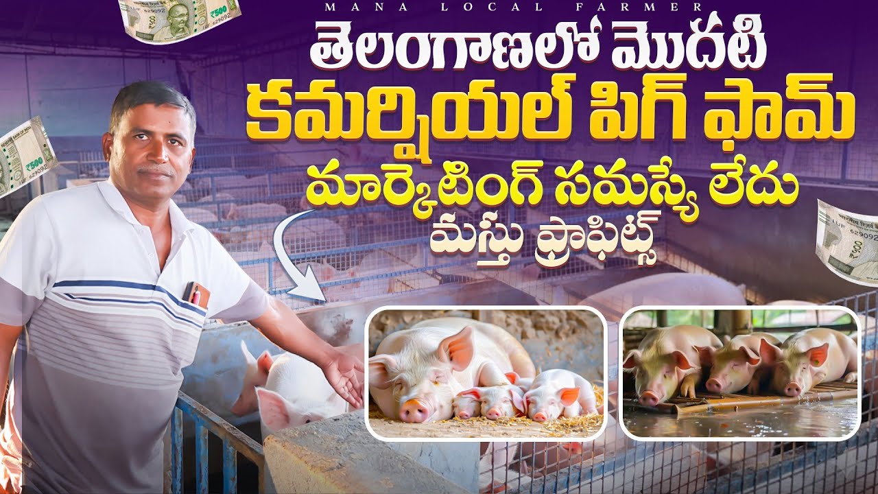 Pig farming in india telugu | Pig farming business telugu