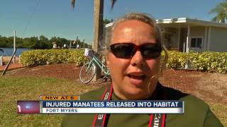 Injured manatees released into habitat