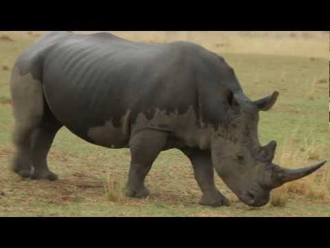 Video: Troféjeger For å Importere Sjeldne Neshorn Kroppsdeler