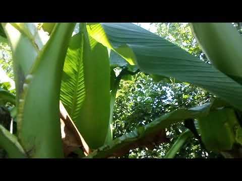 Видео: Spindle Palm Plants - Научете за условията на отглеждане на Spindle Palm
