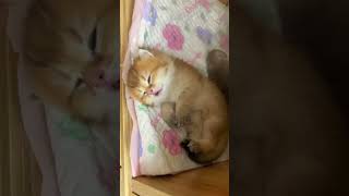 Fluffiest Kitten Nap Ever!
