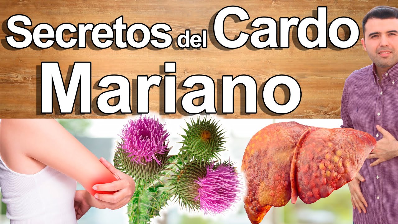 Para Qué Sirve El Cardo Mariano? Beneficios Del Milk Thistle Para Tu