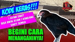 Inilah Minuman Pencegah Flu Burung Untuk Ternak Ayam Bebek Entok. 