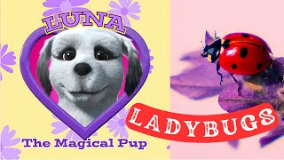 Çocuklar Için Uğur Böceği Harika Böcek Gerçekleri Çocuklar İçin Böcekler Ve Böcekler 4K