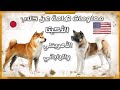 معلومات هامة عن كلاب الأكيتا الأمريكي والياباني|| Akita Dog