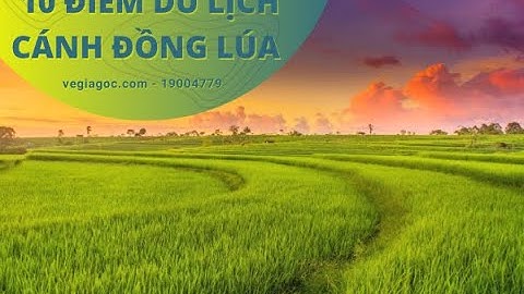 Ngất Ngây Trời Mây Với Các Điểm Du Lịch Cánh Đồng Lúa