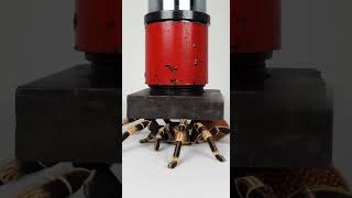Crush Cardboard Tarantula