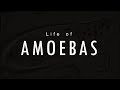 Life of Amoebas